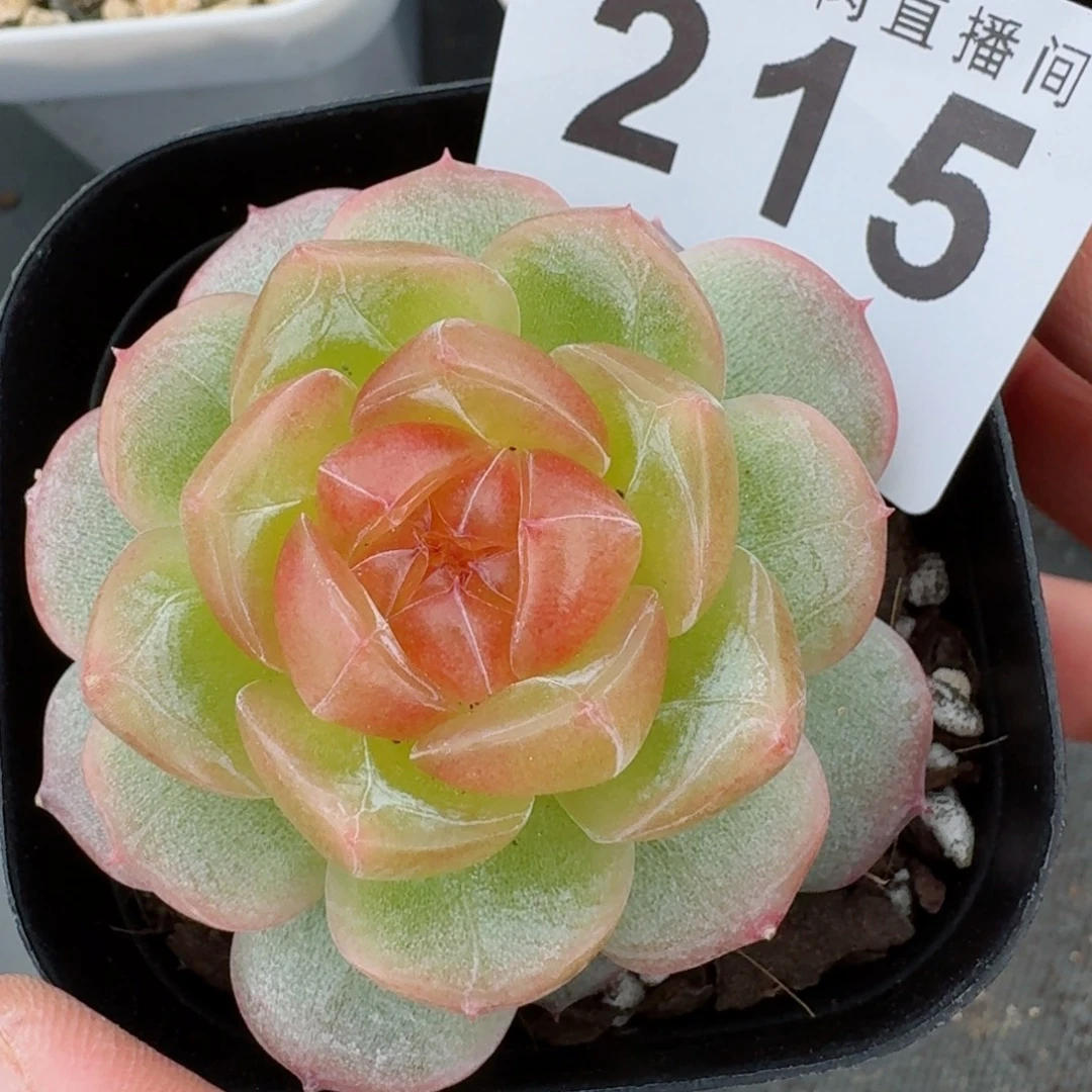 追月珍妮            精美多肉植物