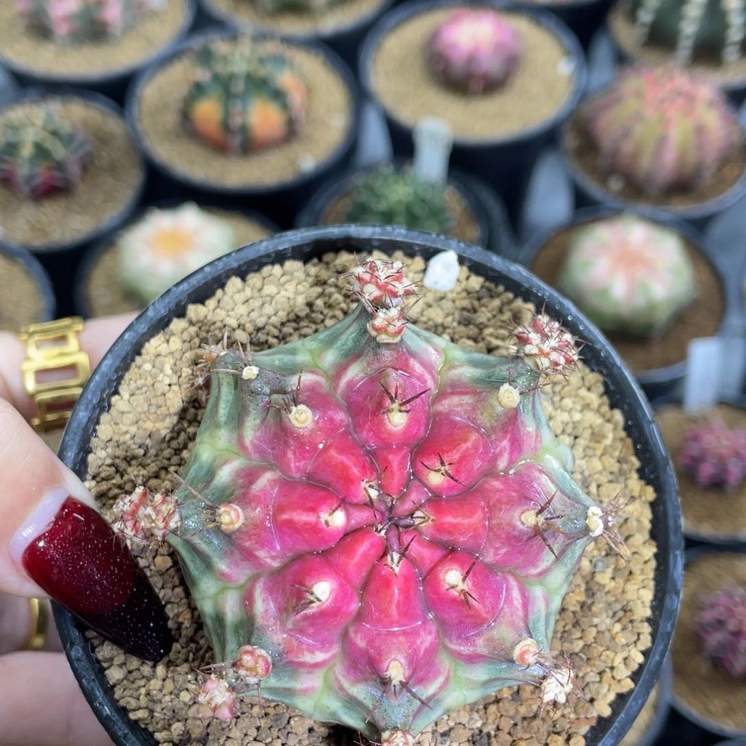 米哈星球00000000000201