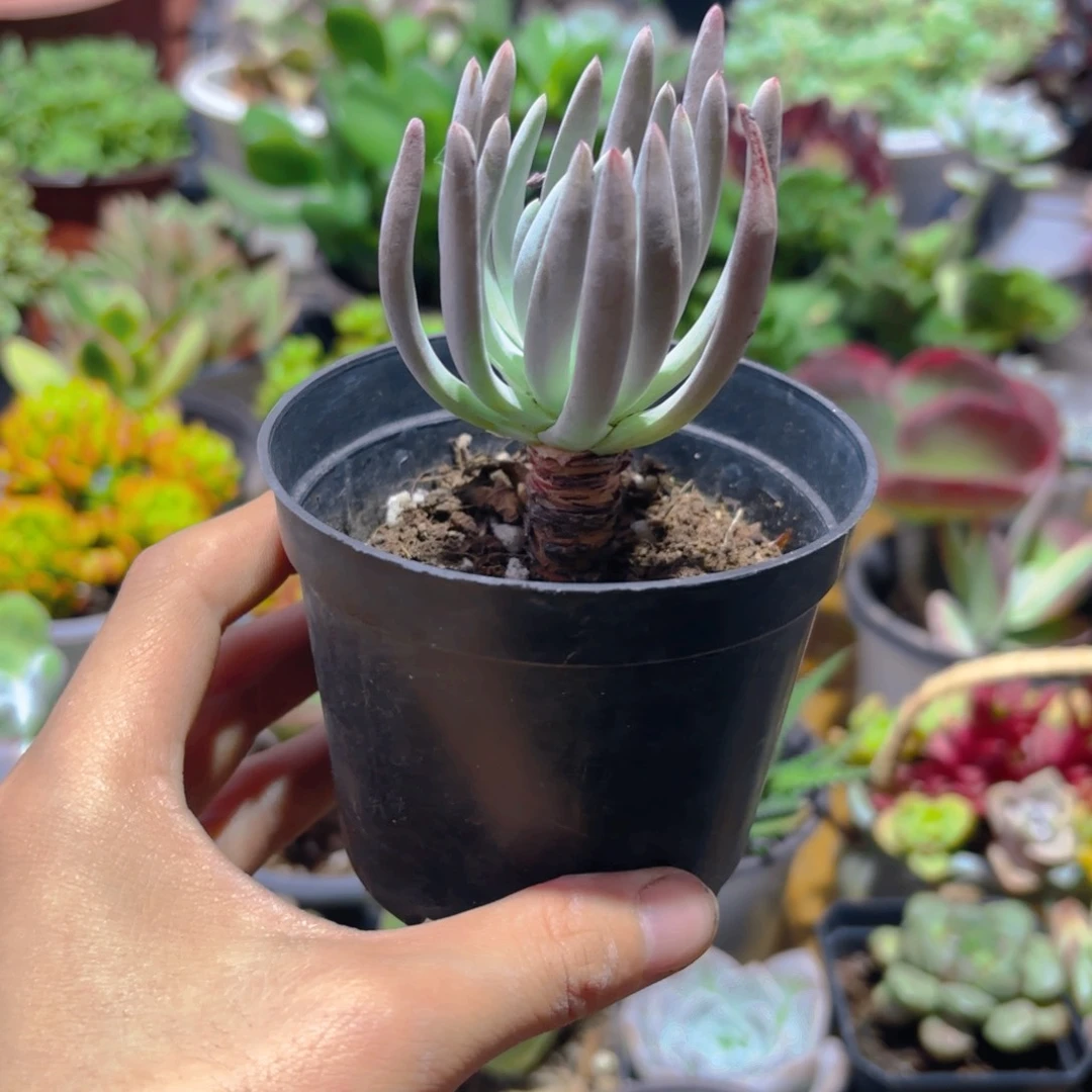 艾杜丽丝老桩新疆包邮