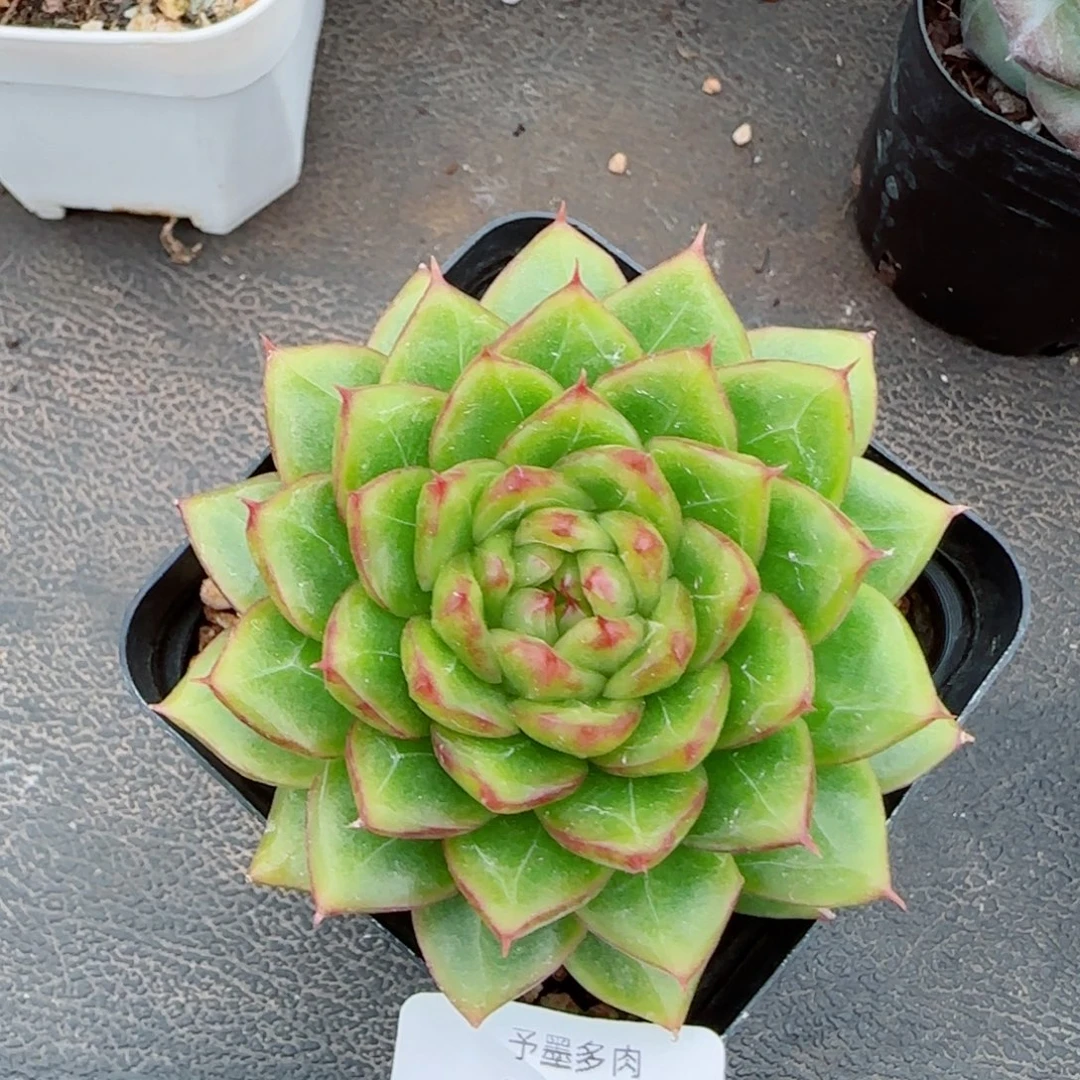 糖果珍妮，2079多肉植物