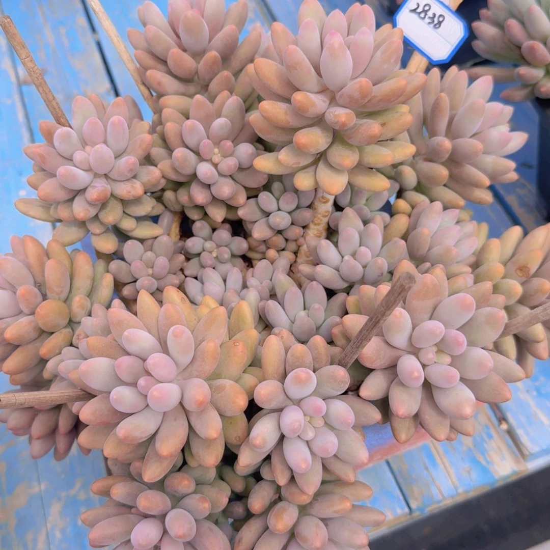 2838粉色恋人凡艺多肉