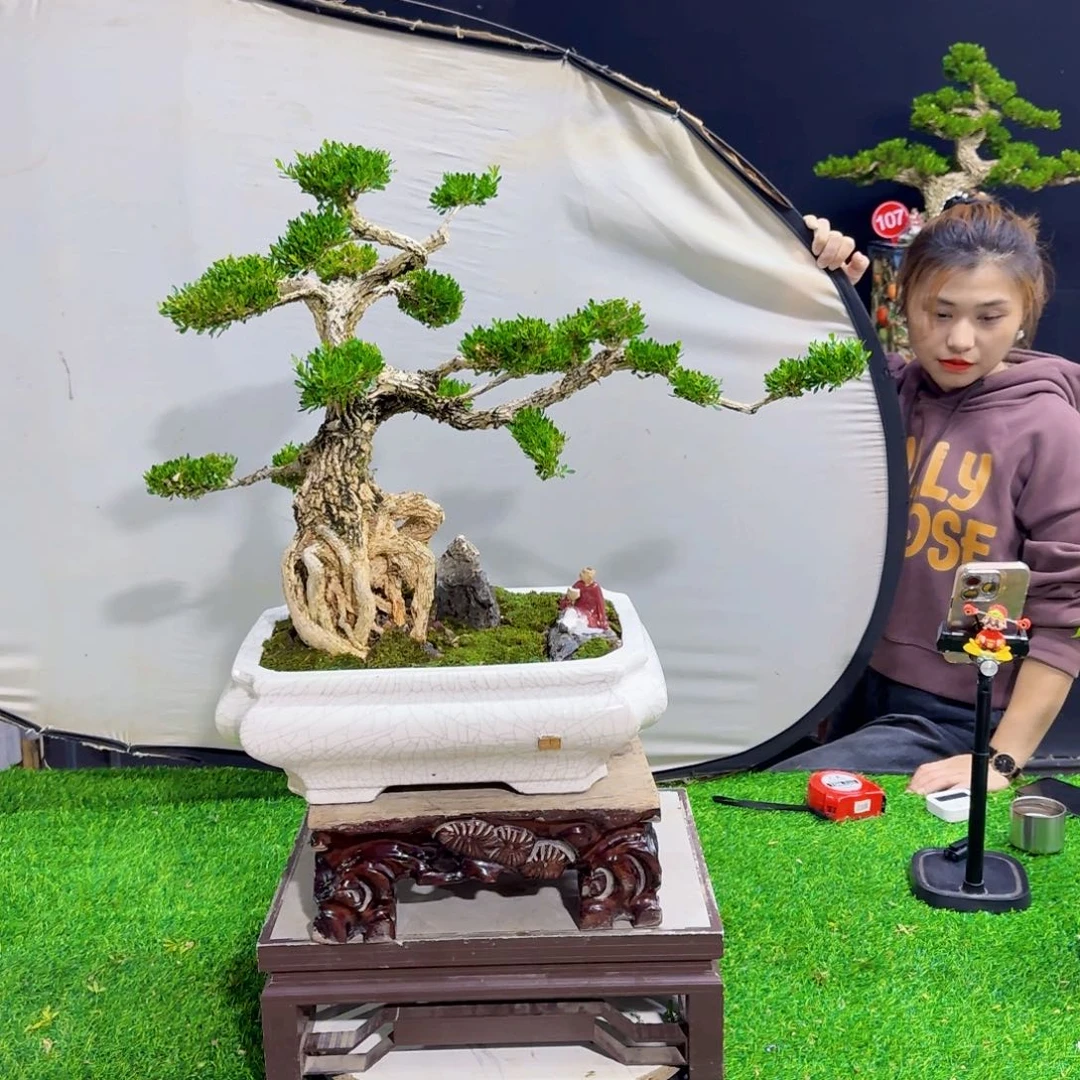 当前无花朵，栽培后可花朵枣****贸