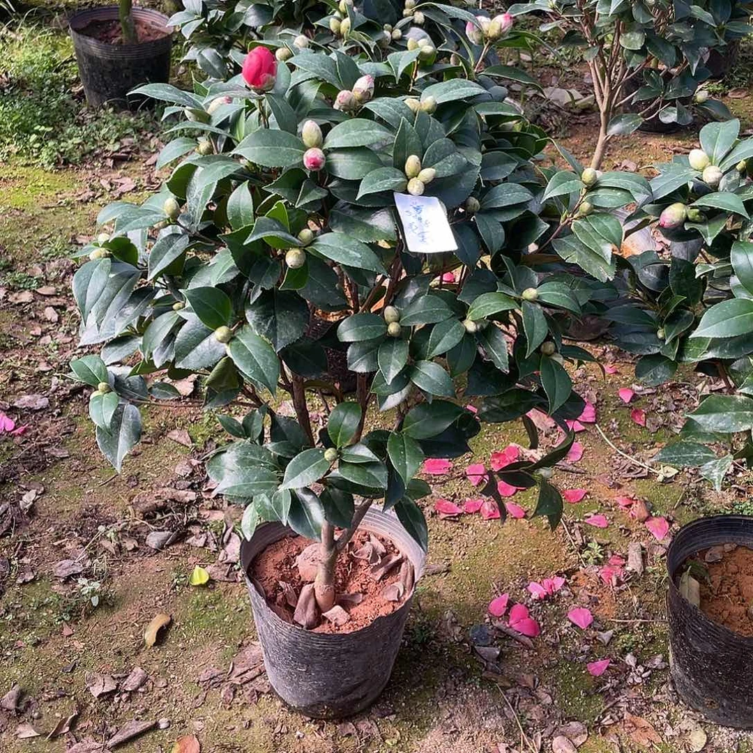 海***妍全部花朵红赤丹1111