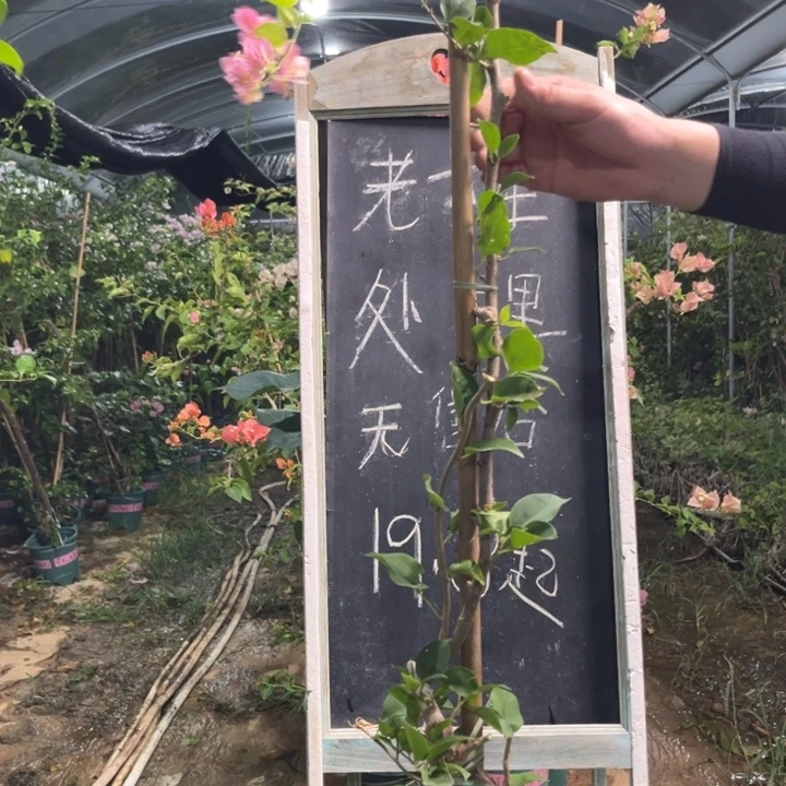 无花朵三角梅三角梅1349