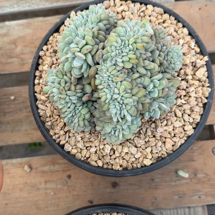 星影缀化盘龙缀化