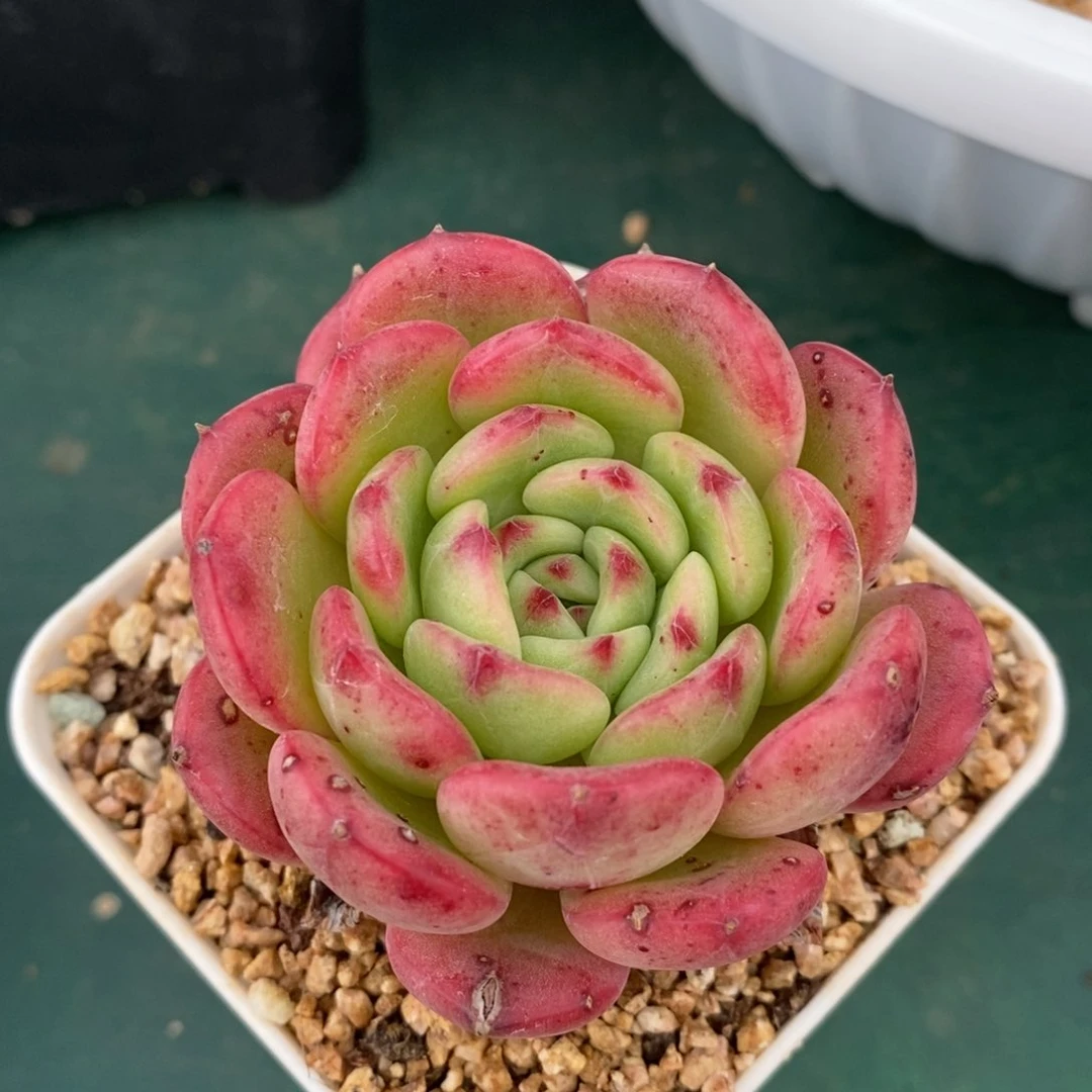 水****～多肉三文鱼单头，123456