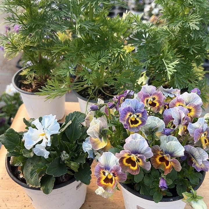 红陶抖音直播闪拍77