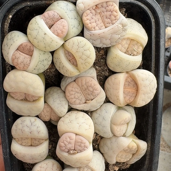 生石花1111。    257