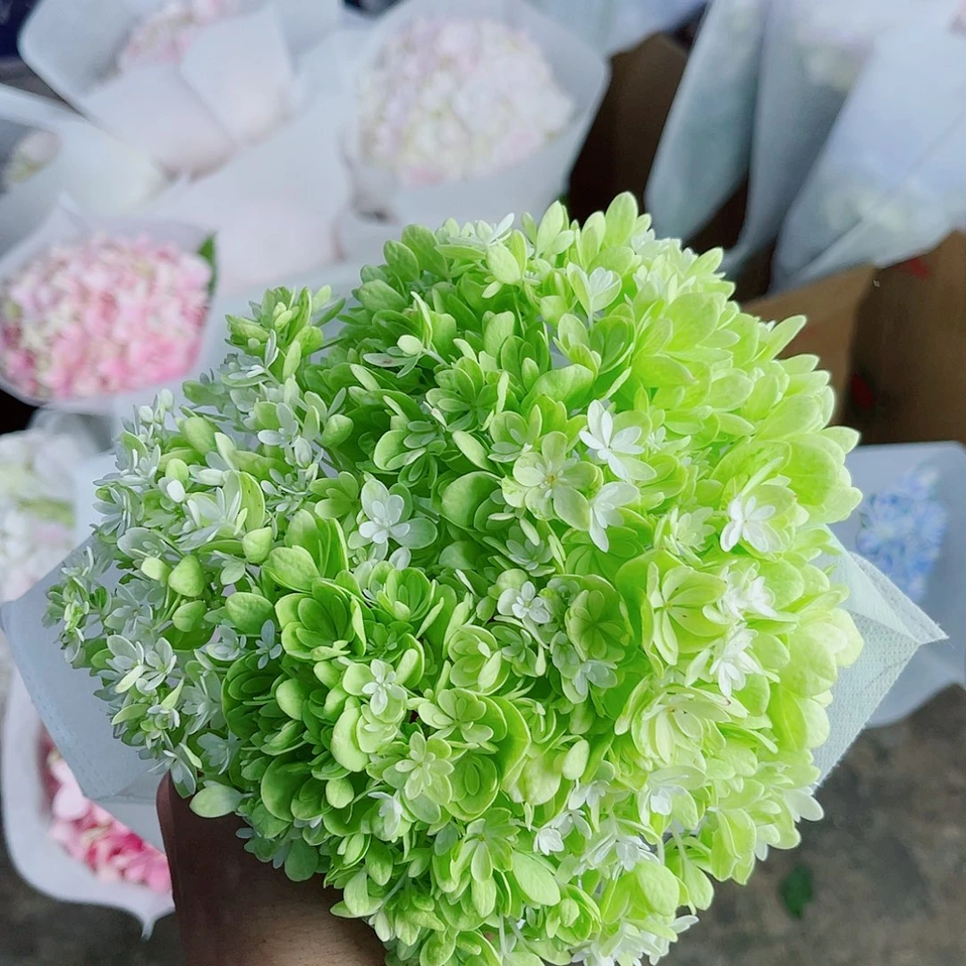 完全开放稀有绣球花155