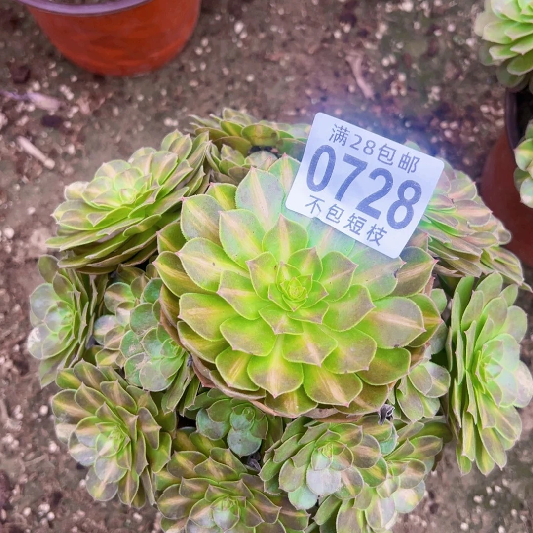 抹茶多肉植物法师0728