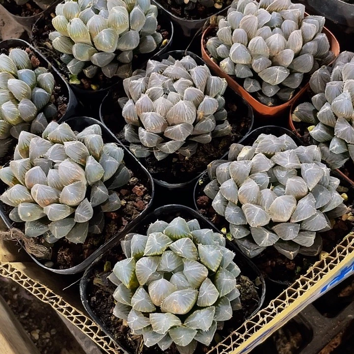 蓝镜7.8大玉露带盆土发