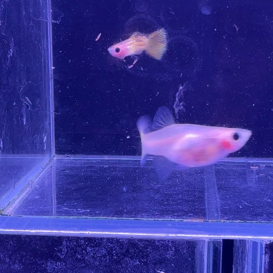 孔雀鱼黄金蕾丝玻璃猫1对