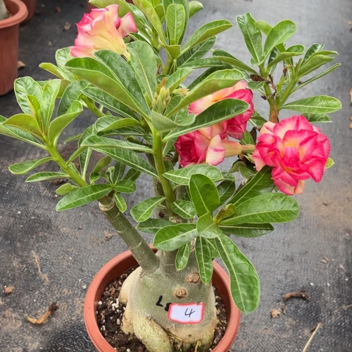 @***$完全开放青花瓷带盆土发货4