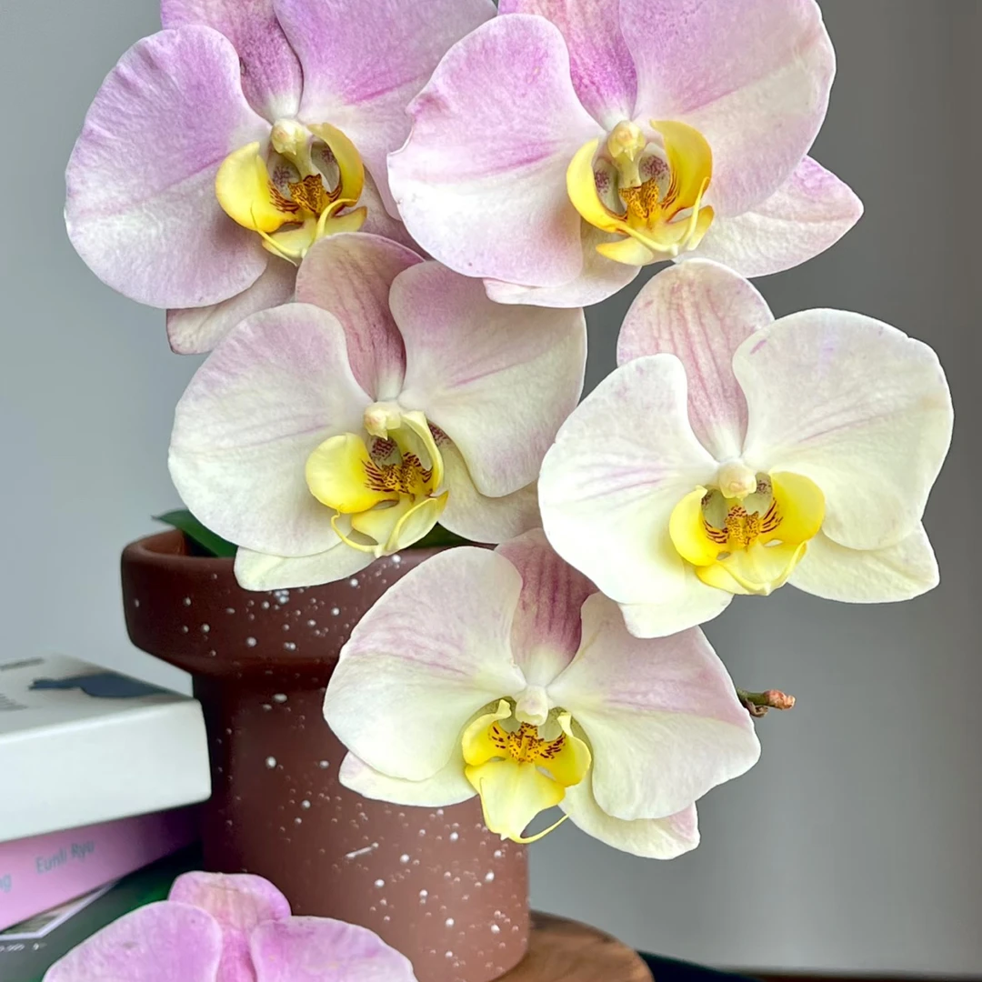 LL267巴哈马蝴蝶兰3.5成熟苗带花带花剑