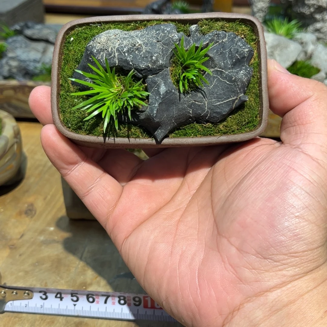 洋***肉紫砂花盆➕附石菖蒲