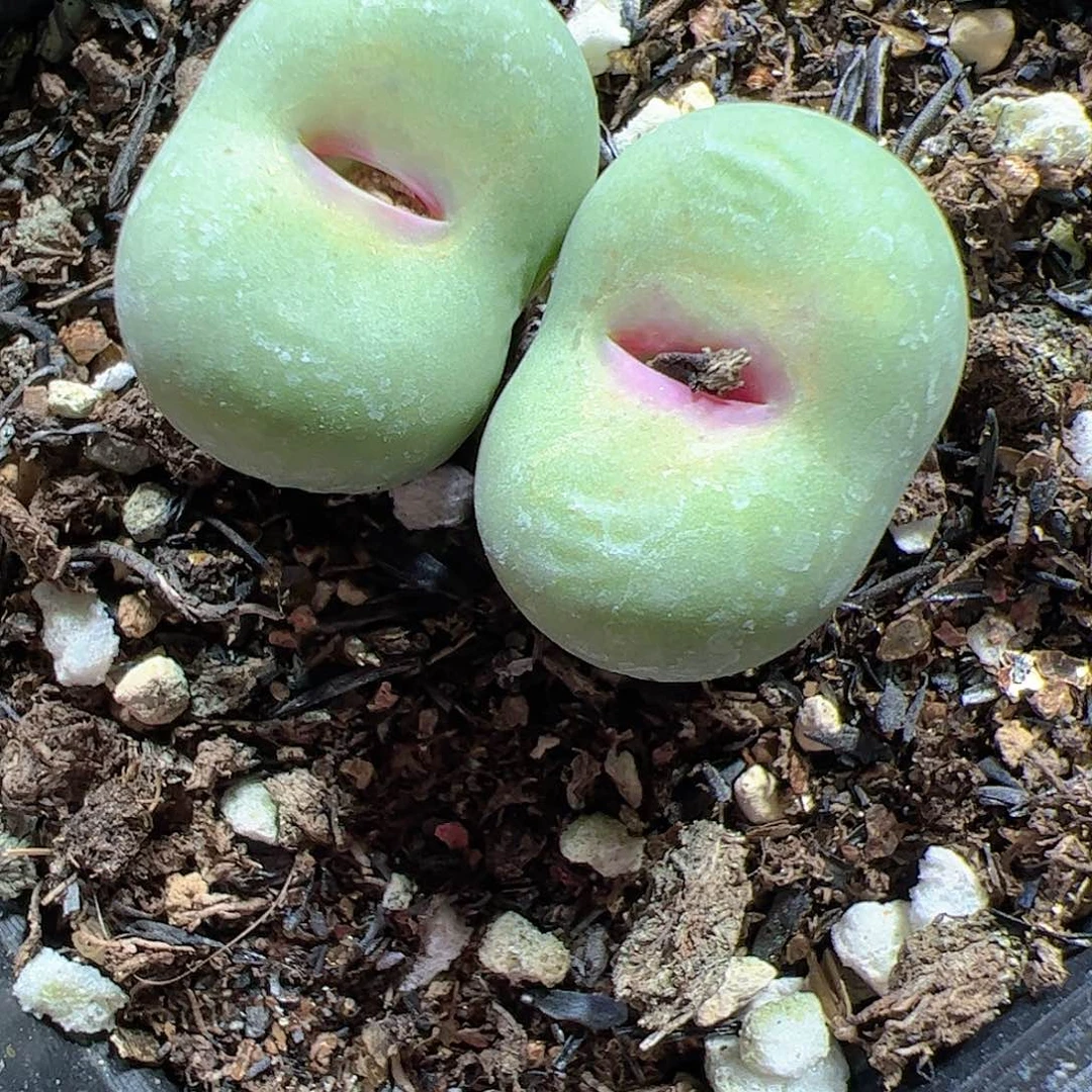 【闪购商品】251 大型红嘴