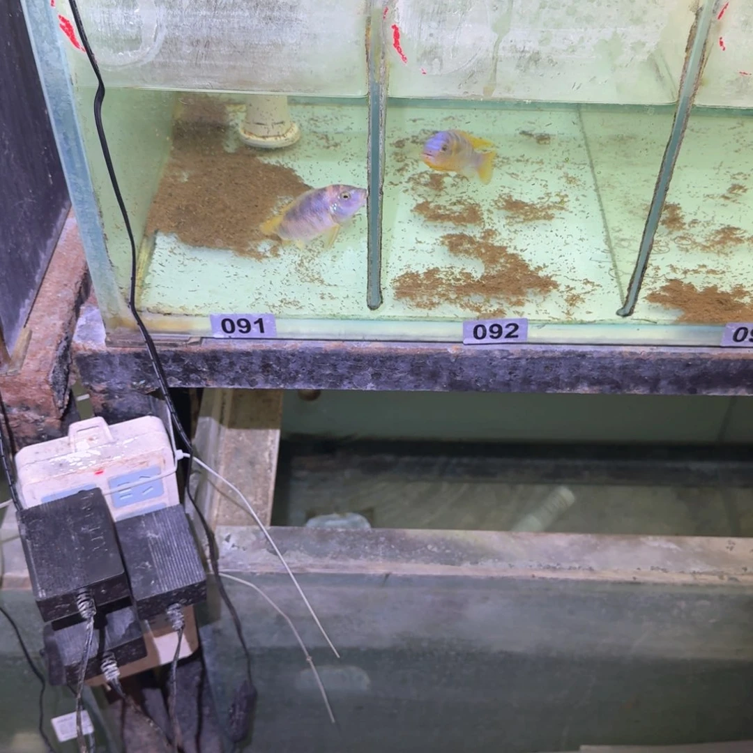 慈鲷鱼91号92号2条