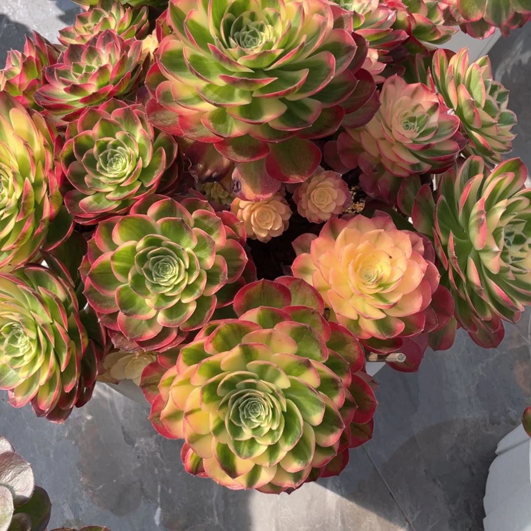 用***姐海王法师完美手捧