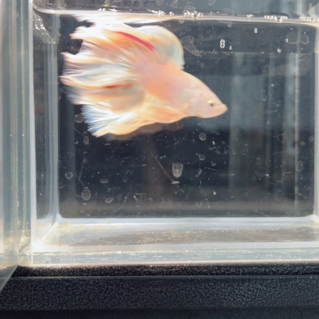 斗鱼浅色仙仙裙特殊尾