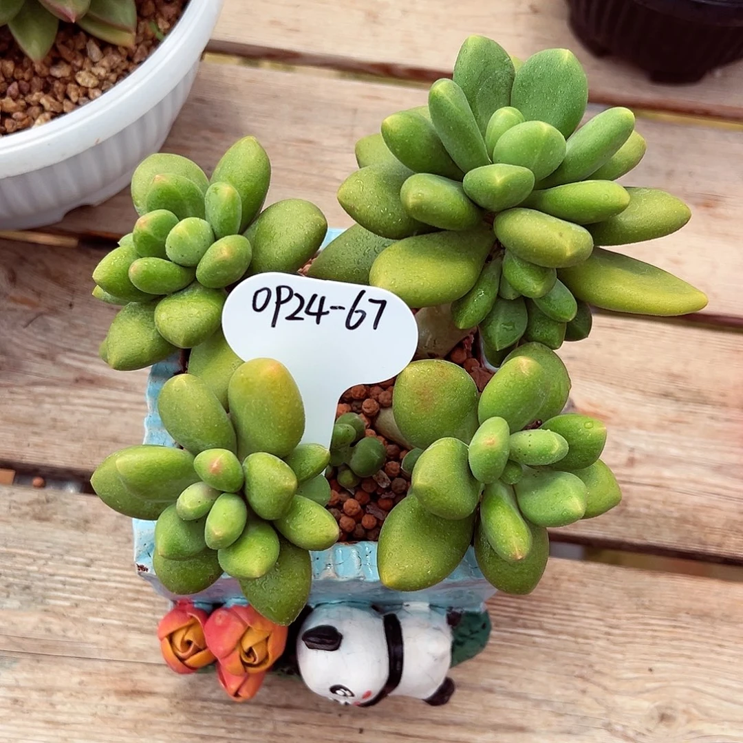 0924-67芒果奶群。。。