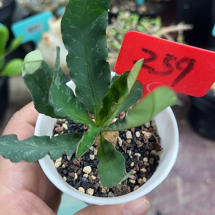 花叶莫拉提多肉植物