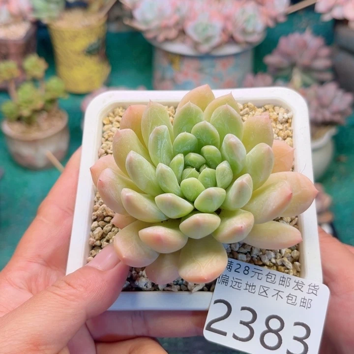 大2383:。xxccvvbbn