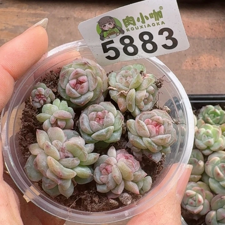 多肉植物多肉植物