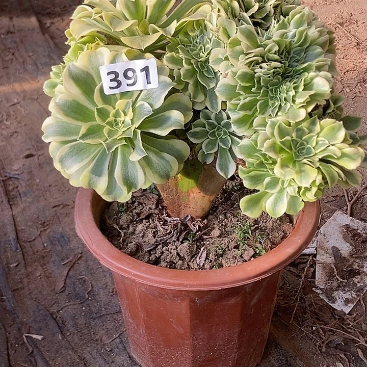 391绿豆沙缀化特价