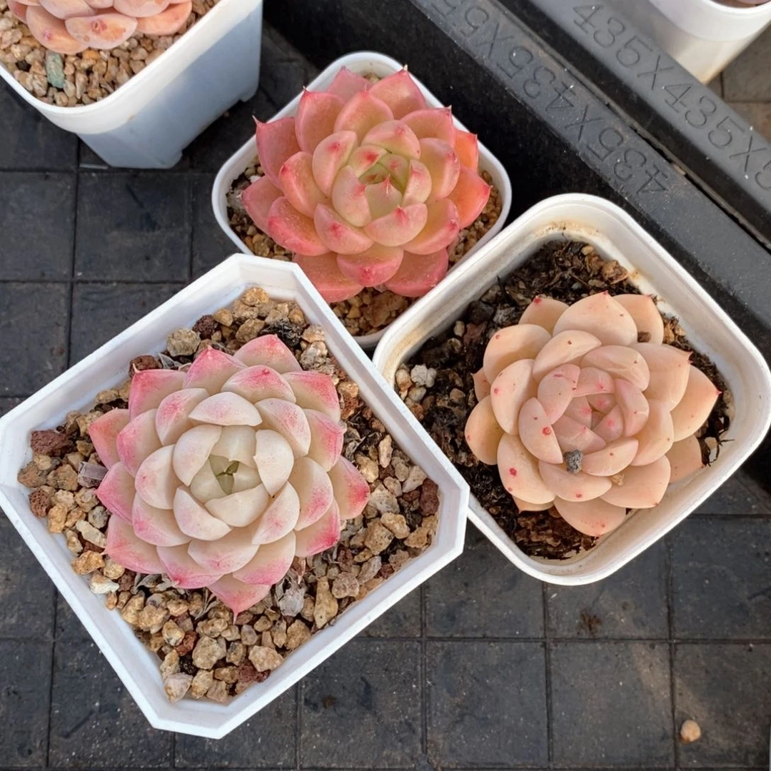 精品多肉一物一柏189