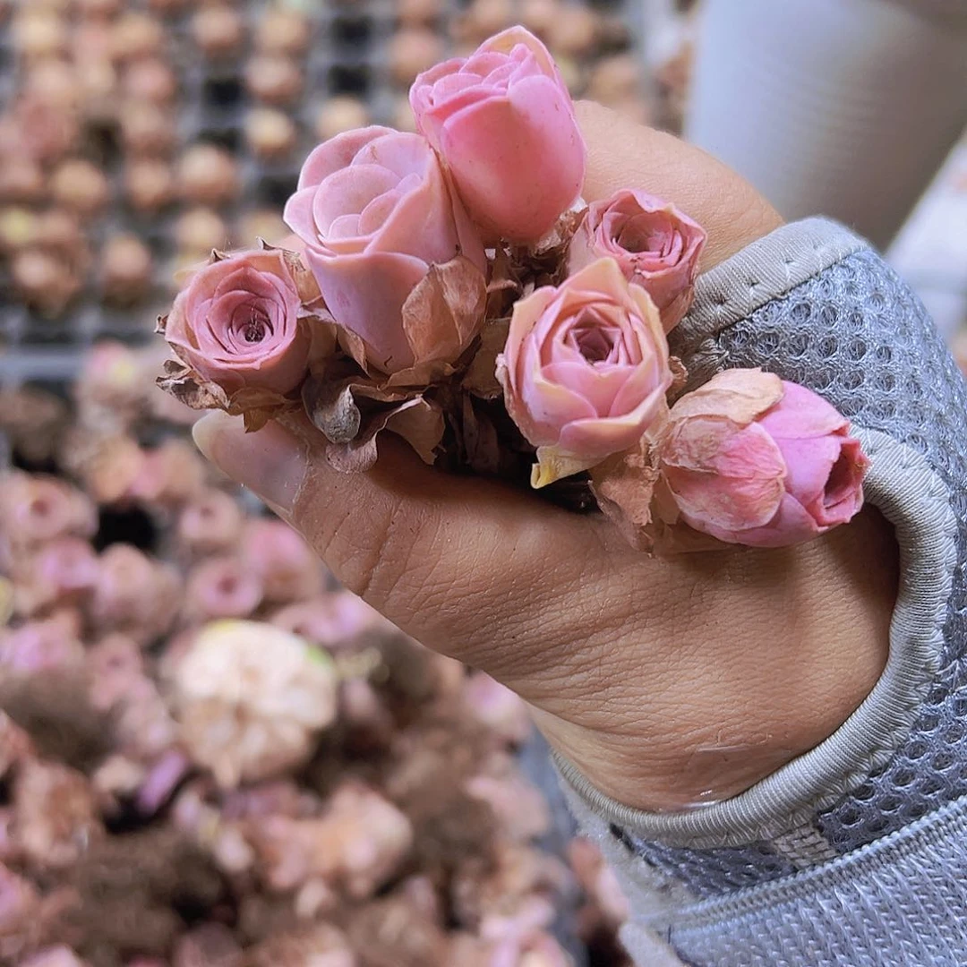 迷你特粉10个苗19包邮