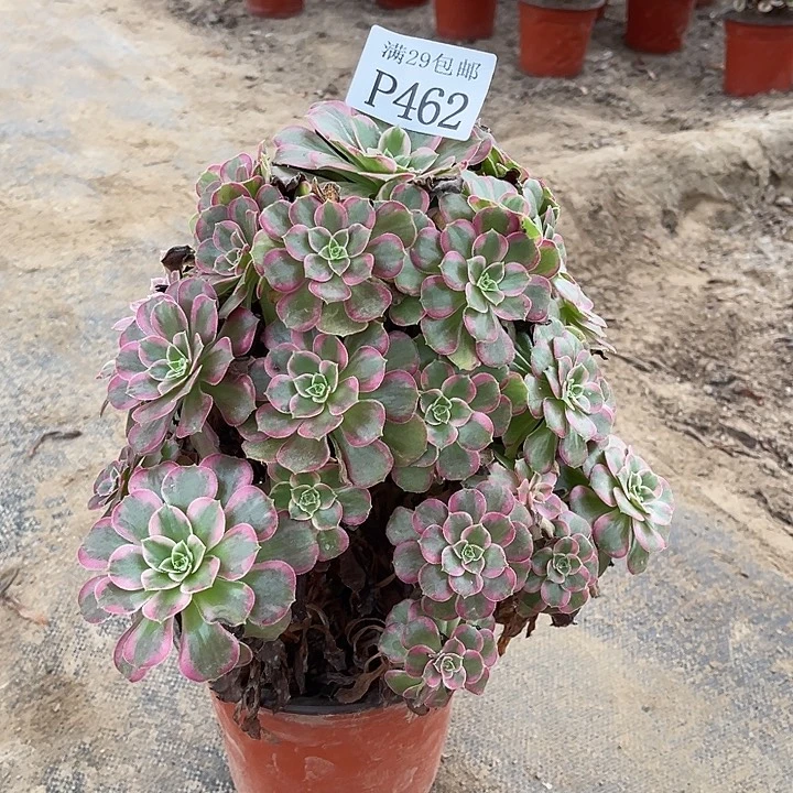 462安娜多肉植物