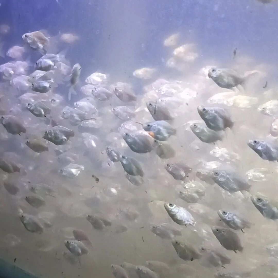 石膏白球体短身蝴蝶鲤