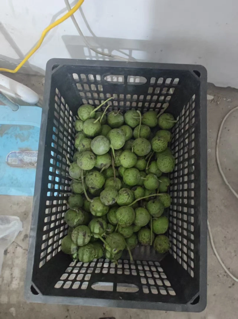 白.狮.子.只保品种15个