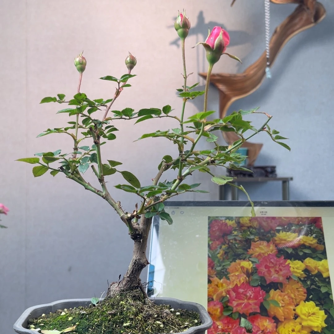 鹏***1少量花朵（建议范围：2朵-5朵 或40%以下）