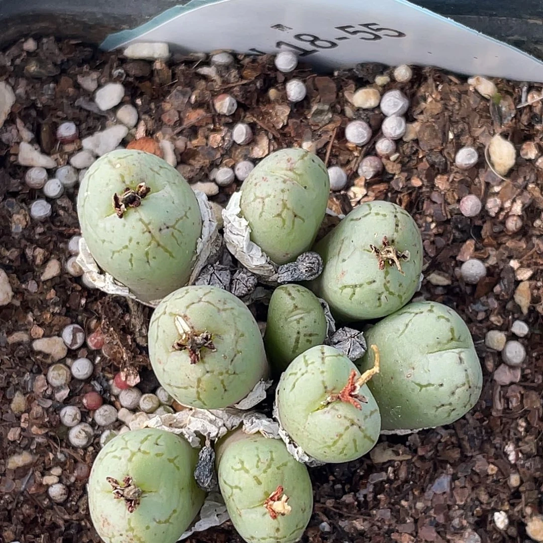 18-55荧光猴多肉植物