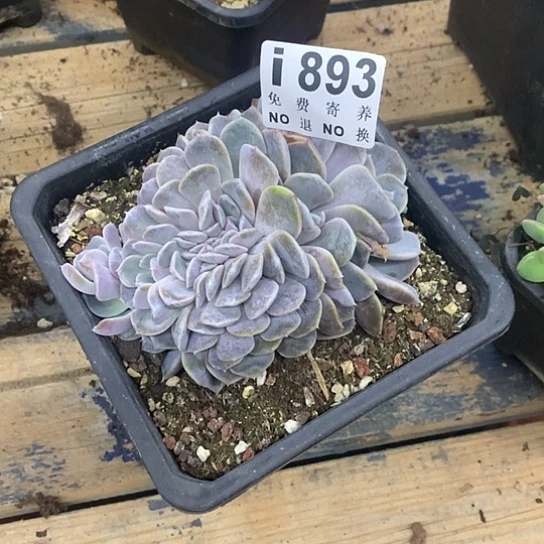 ****๓汉堡缀893 亏本处理不退不换7-8天发货