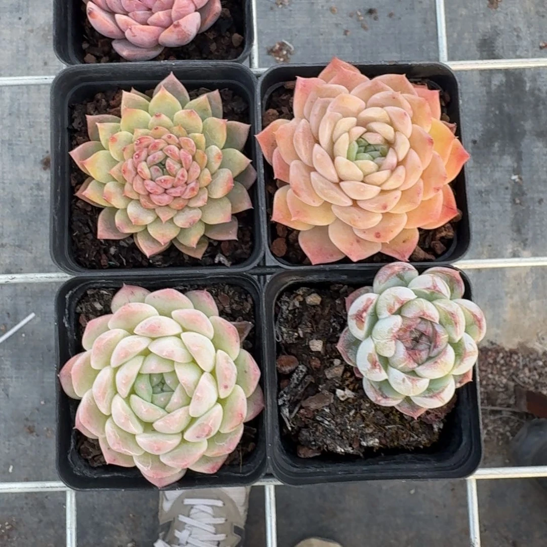 3号珍妮组合多肉植物