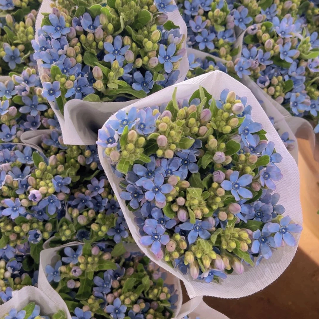 蓝星花2扎顺丰包邮秒杀价