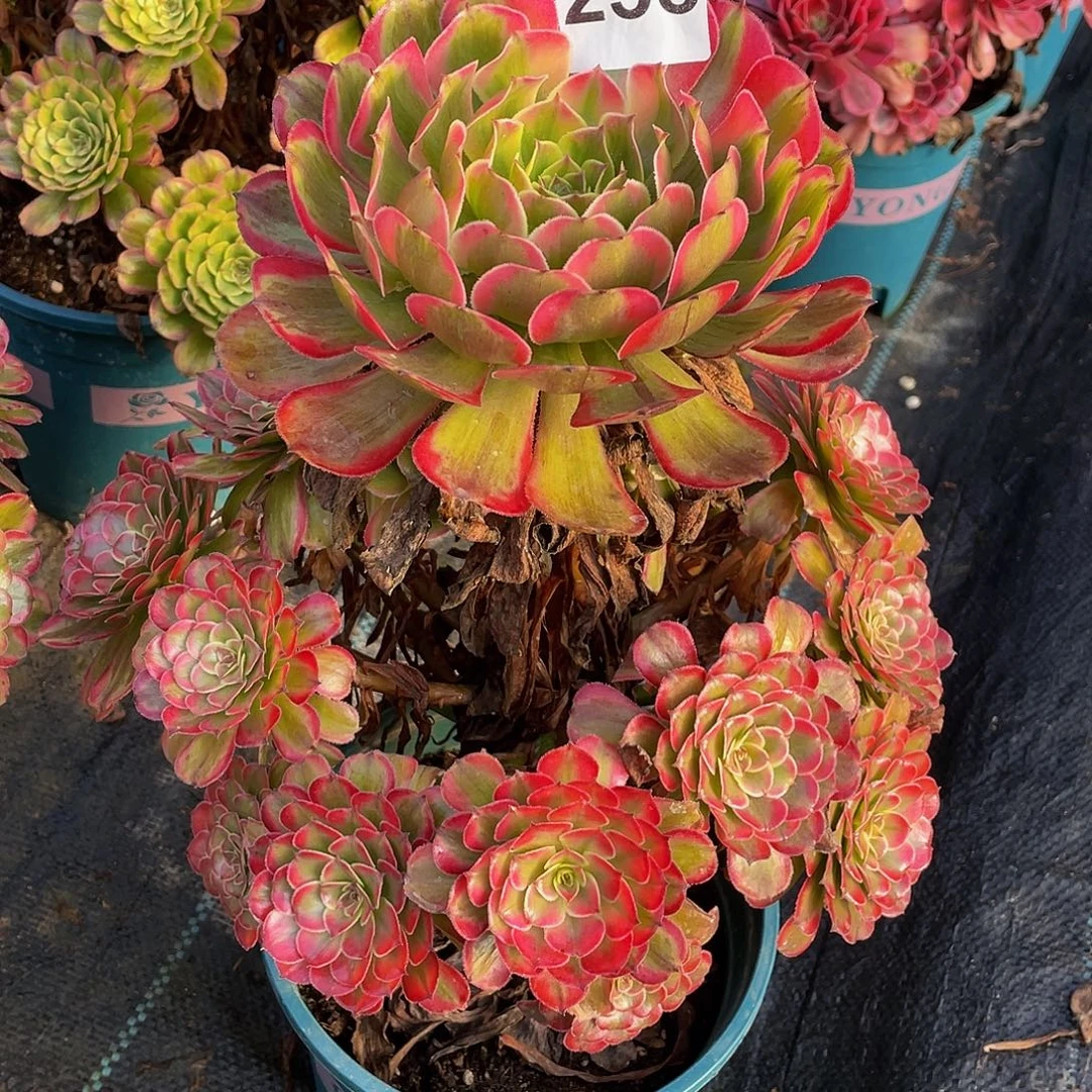 多肉法师255号变异发货不包损