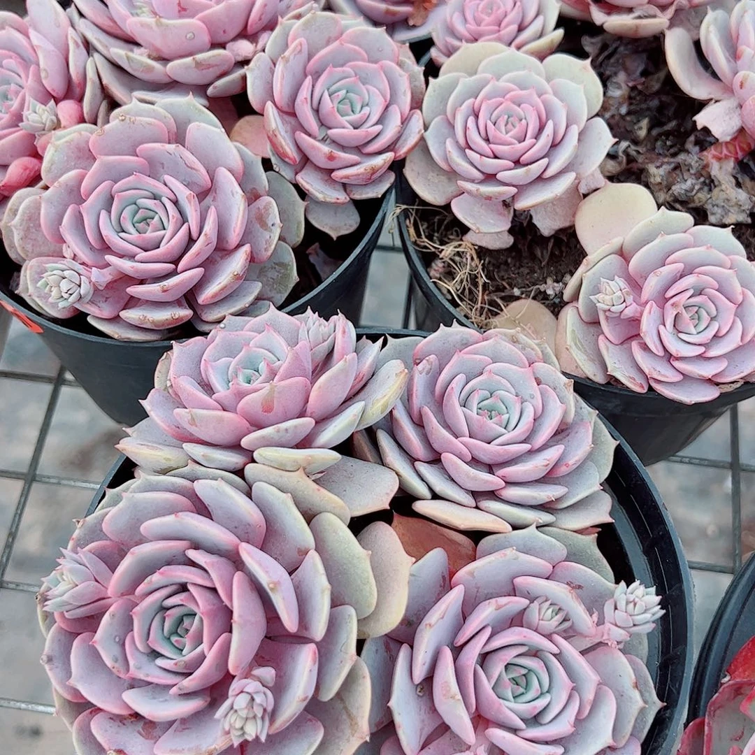 粉蝶多头群生精品特价