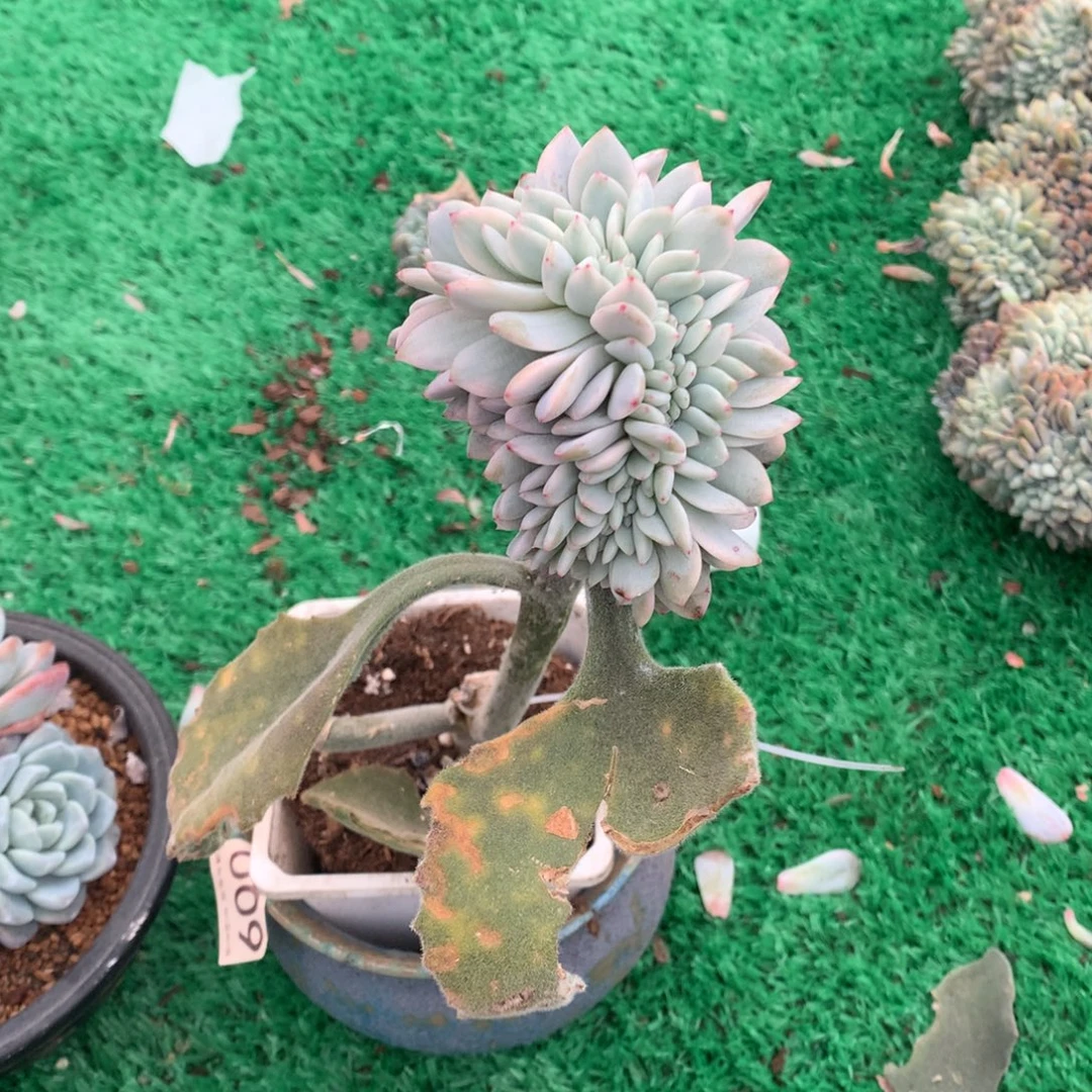 009橙子锦缀多肉植物