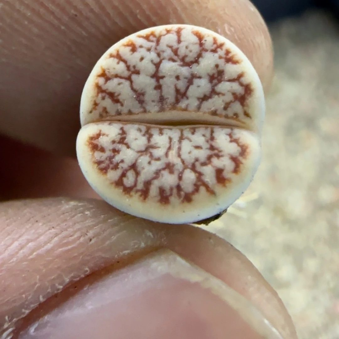 598 生石花大棚直播