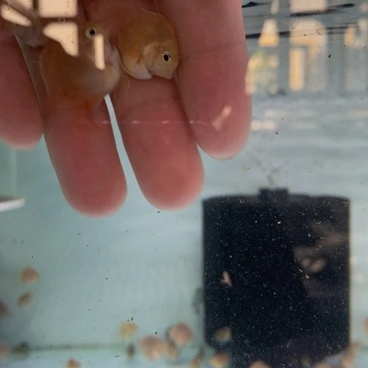 鹦鹉鱼胭脂粉一对