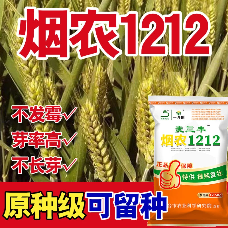 【烟农1212】国审抗冻大穗高产小麦种子 抗性好分蘖力强 矮杆中晚熟