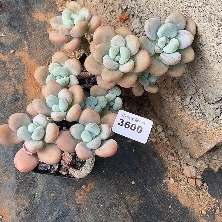 阿雅园艺。     3600