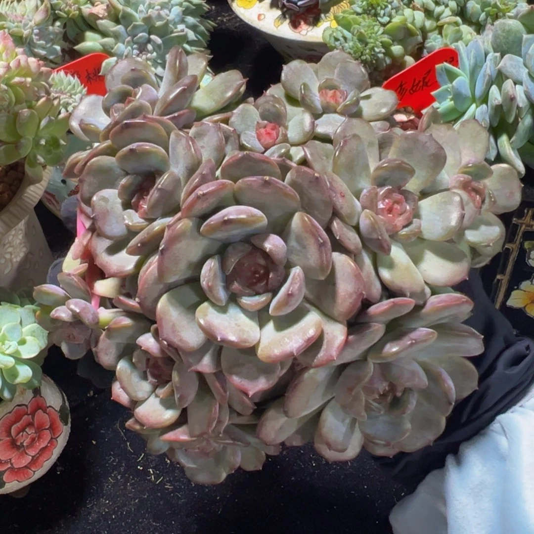 兰***心红恋广告 天天开心