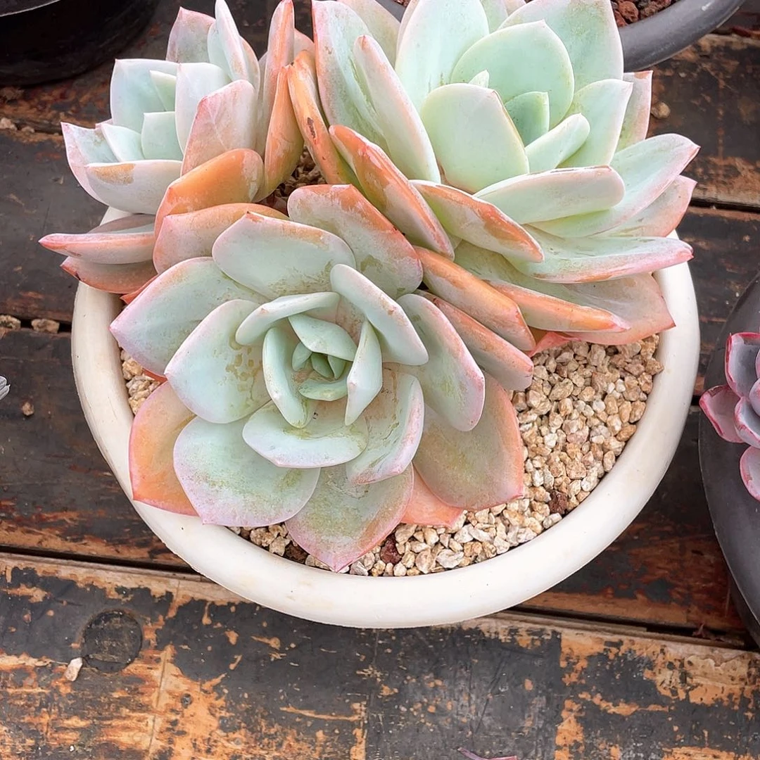 犇***检多肉植物一物一拍