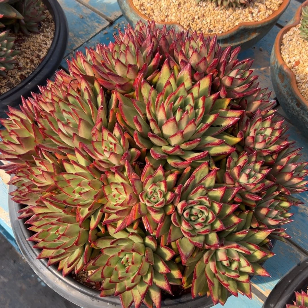 多肉植物一物一拍（63号）