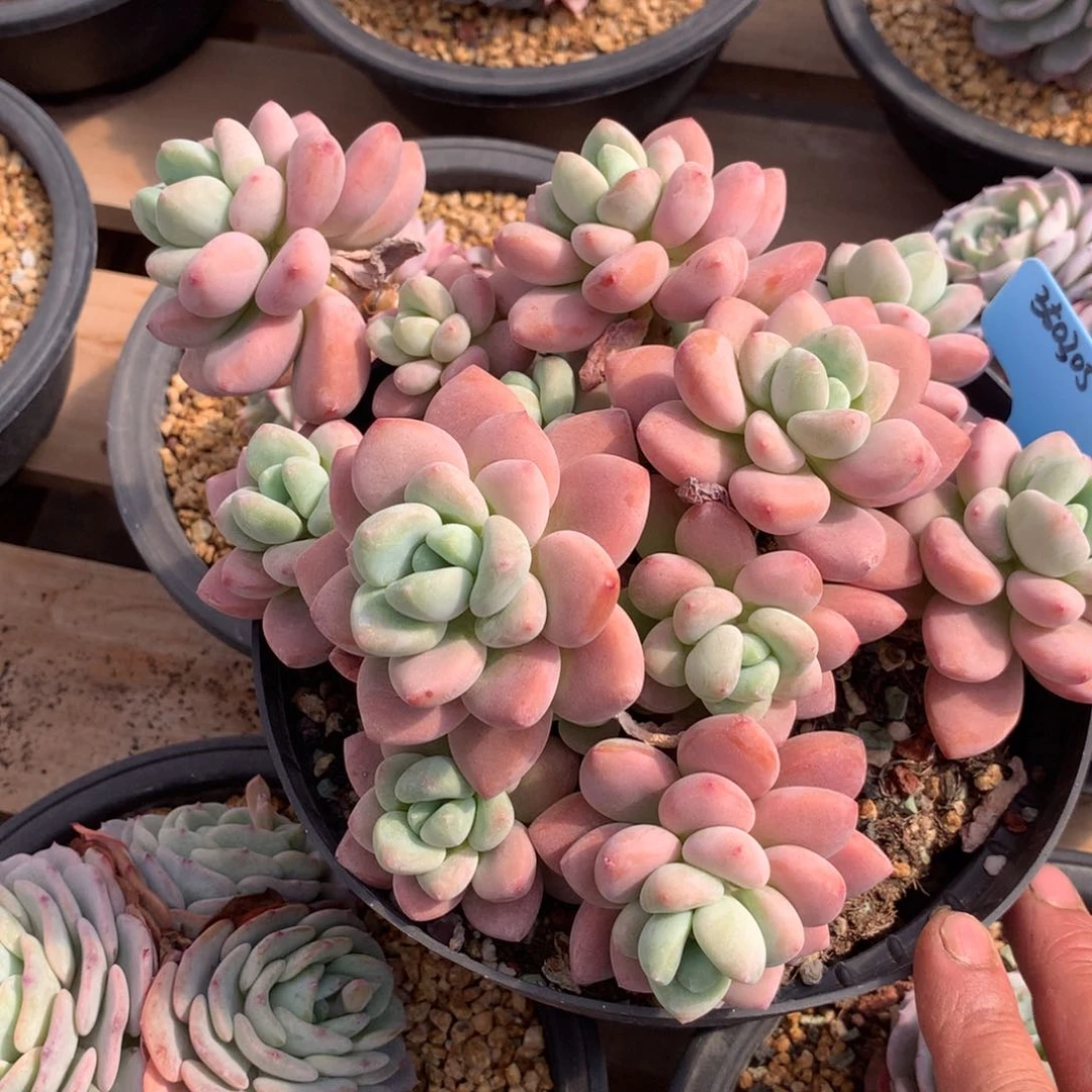 &*蓝350305-05粉洛神