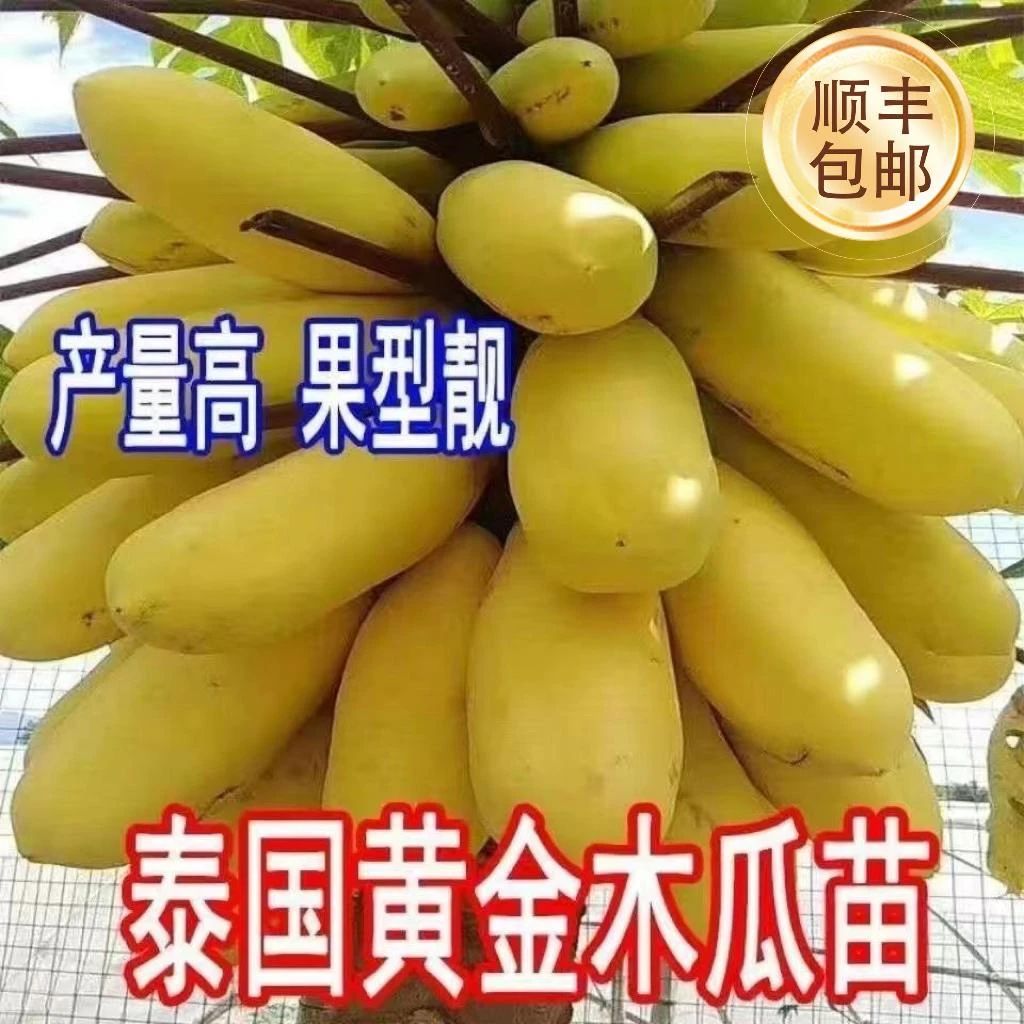 【顺丰包邮】矮化黄金红肉木瓜四季品种四季结树苗盆栽地栽庭院种植